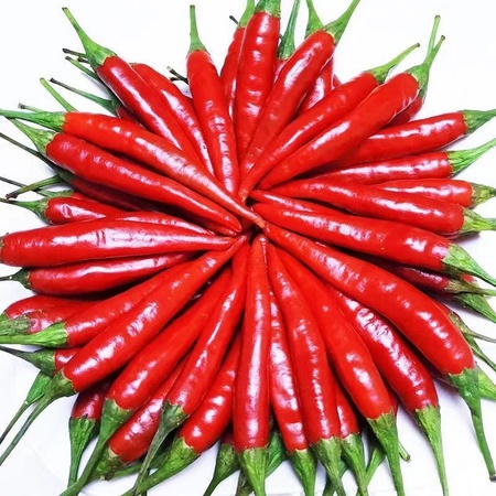 精选指天椒约60g/份（±5g）