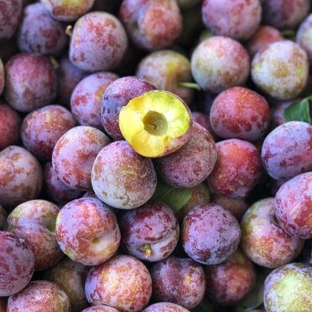 (仅限自提)天峨珍珠李 约2斤装